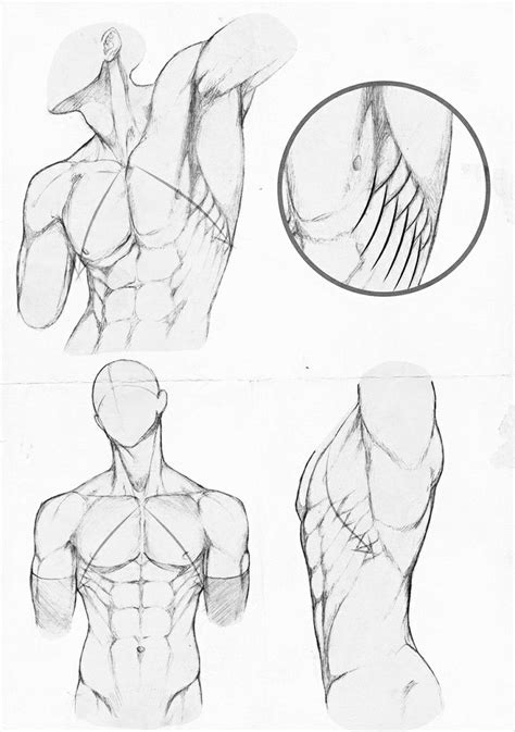 Three Different Views Of The Back And Upper Half Of A Man S Torso From