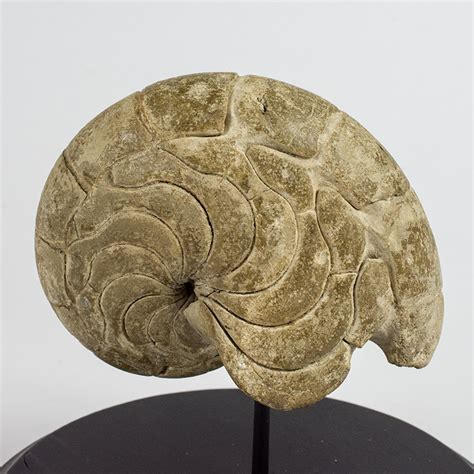 Aturia aturi | The Natural Canvas