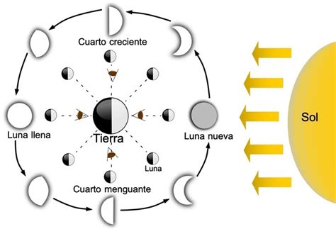 Duque Alojamiento Est Pido Cuales Son Las Partes De La Luna Familiar