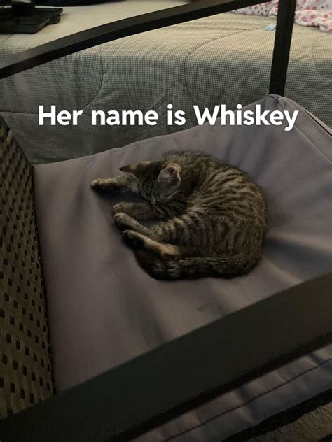 My New Kitten Rmachinegunkelly