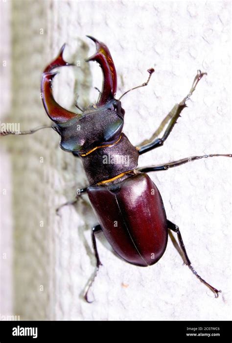 Escarabajo De Ciervo Lucanus Cervus Uno De Los Escarabajos M S