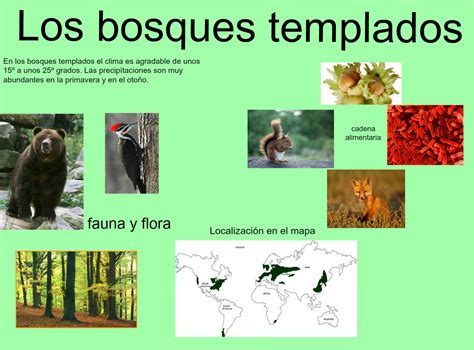 Animales Del Bosque Templado