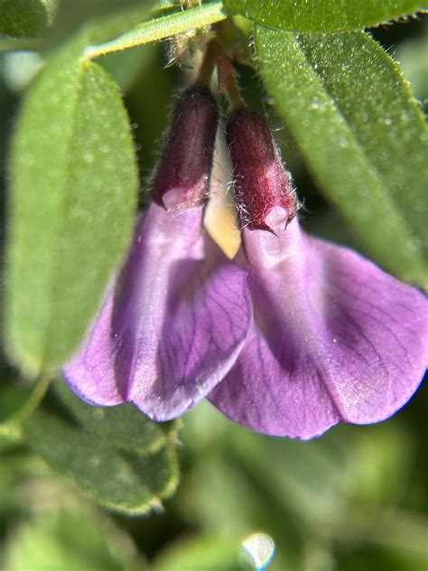 Zaunwicke Vicia Sepium Zaun Wicke Vicia Sepium C Flickr