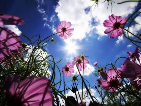 Bloemen Achtergronden