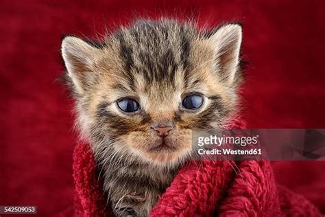 13,350 Red Feline Stock Photos, High-Res Pictures, and Images - Getty ...