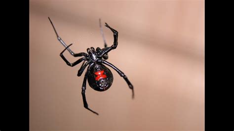 Araña Violinista Piquete De Araña : Araña de rincon en Full HD (loxosceles laeta) - YouTube / Lo ...