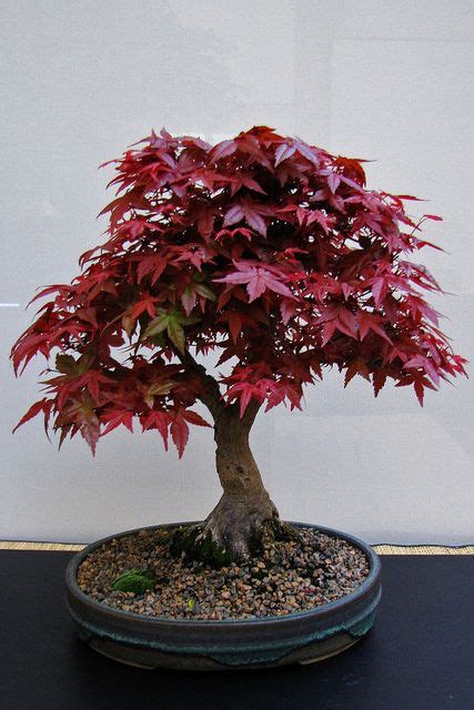 Red Maple Bonsai Indoor Bonsai Tree, Bonsai Plants, Indoor Plants, Red ...