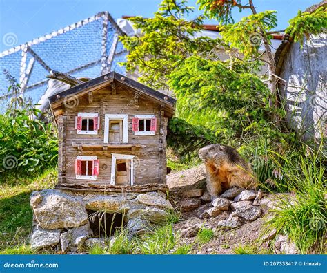 Marmot after Hibernation. Groundhog Day. Stock Image - Image of gopher ...