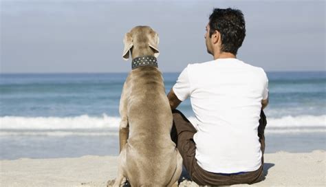 El mejor amigo del hombre cuánto tiempo recuerdan los perros a su