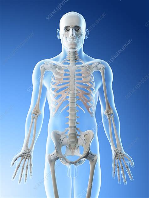 Upper Body Bones Illustration Stock Image F026 5876 Science Photo Library