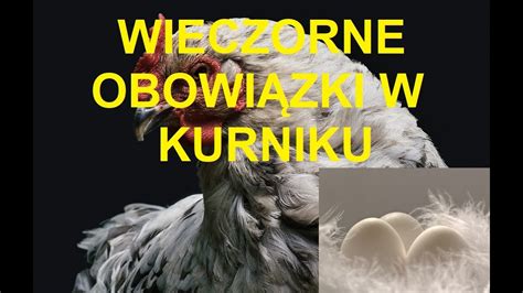 Odcinek Obowi Zki Przy Zamykaniu Kurnika Jak Dobrze Karmi Dr B