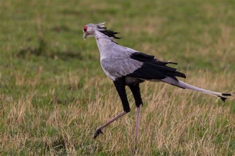 Top Animals in Amboseli National Park | Mammals, Birds & More – Safari Near