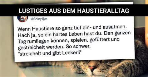 Von S En Katzen Hunden Und Co Lustiges Aus Dem Haustieralltag