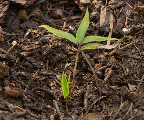 How To Kill Bamboo And Stop It From Spreading Homebuilding