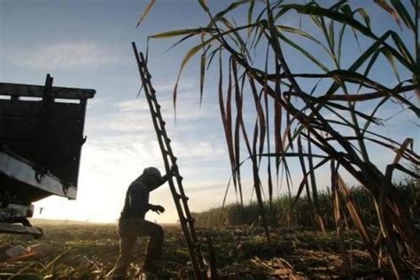 Transformasi Industri Gula Nasional Rni Ajak Milenial Jadi Petani Tebu