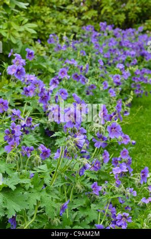 Geranium Magnificum Purple Cranesbill Is Species Of Plant In Genus