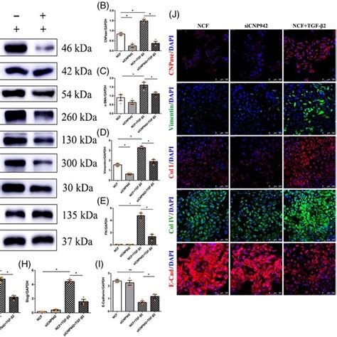 Cnpase Knockdown Inhibited The Expression Of Emt Markers In Lens