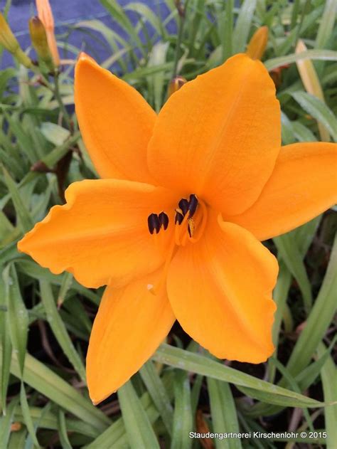 Hemerocallis Norton Orange Stauden Garten