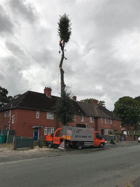 Lime Tree Removal Didsbury, Manchester – 24.08.2017.