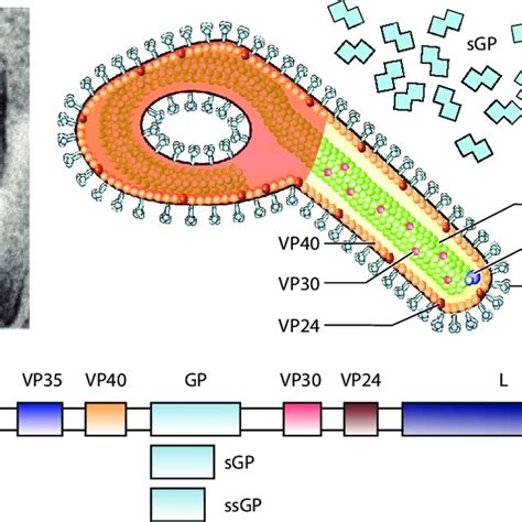 Pdf The Pathogenesis Of Ebola Virus Disease