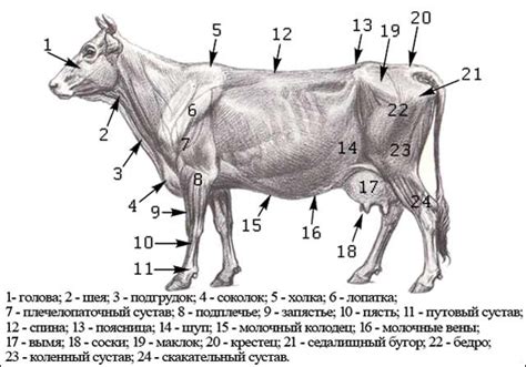 Скелет коровы с названием костей: фото, анатомия, строение