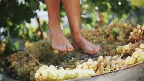 30 Stomping Grapes Videos Royalty Free Stock Stomping Grapes Footage