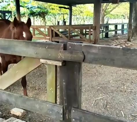 20+ животных, чьи интеллектуальные способности превзошли наши ожидания