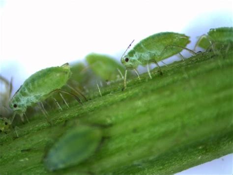 Insecta Karteikarten Quizlet