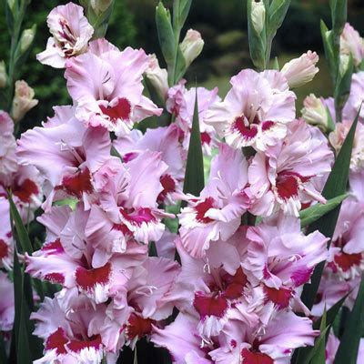 Gladiolus THAT`S LOVE - Sibullilled