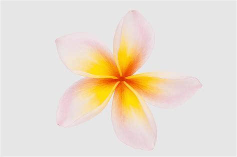 Watercolor Tropical Flowers Plumeria Clipart Bundle Clip Art Library