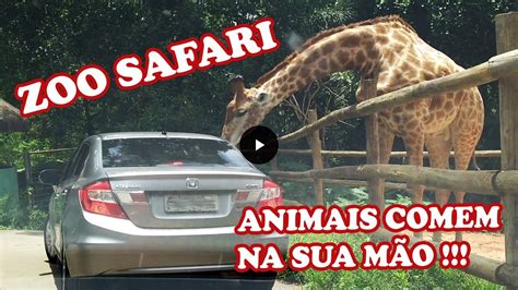 ZoolÓgico De SÃo Paulo Zoo Safari Animal Youtube