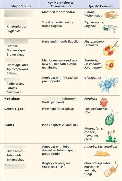 Biology Chapter 28 Protists Diagram Quizlet