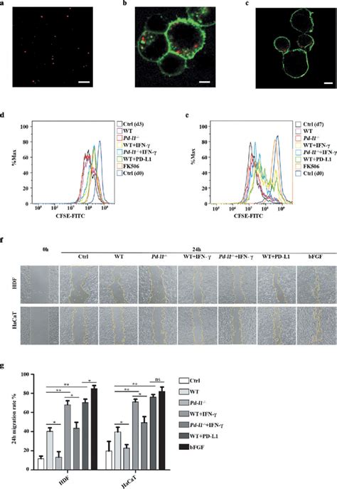 Exosomal Pd L1 Suppressed T Cell Activation And Promoted Skin Cell Download Scientific Diagram