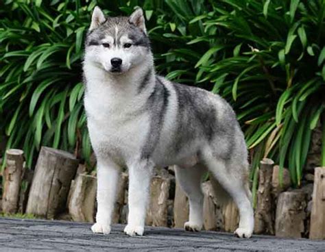 Introducir 56+ imagen los husky siberianos son lobos - Abzlocal.mx