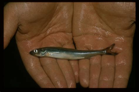 Rainbow Smelt | Ontario's Invading Species Awareness Program