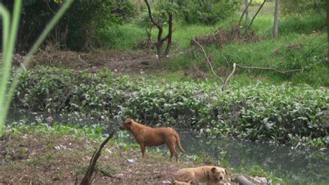 ¿existen Perros Salvajes En Bogotá