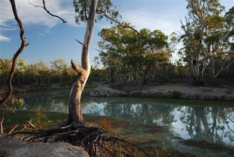 Murray River National Park - Glossop, Attraction | SA Tourism