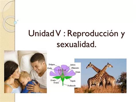 PPT Unidad V Reproducción y sexualidad PowerPoint Presentation