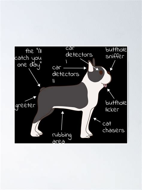 Boston Terrier Dog Anatomy Poster By Petprints Redbubble