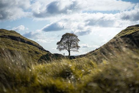 Cello Lament for The Sycamore Gap Tree