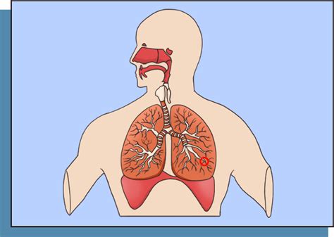 Perhatikan Gambar Organ Organ Pernapasan Berikut