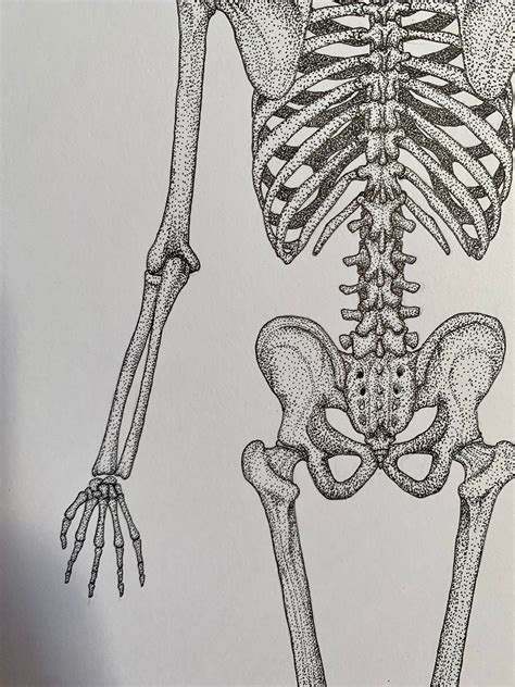 Posterior Skeleton Unlabelled Human Anatomy Prints Clinical Drawings