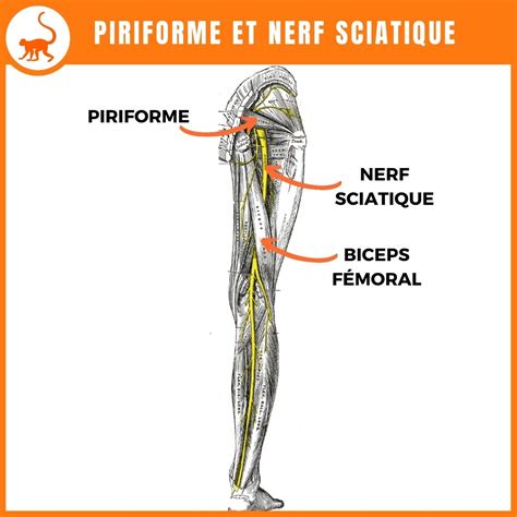 Tirements Pour Assouplir Et Soulager Le Piriforme Stretching Pro