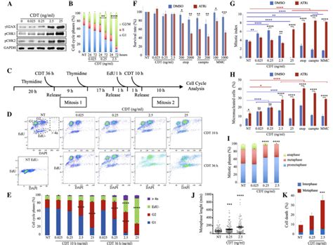 CDT Exposed Cells Do Not Block At G2 During The First Cell Cycle And