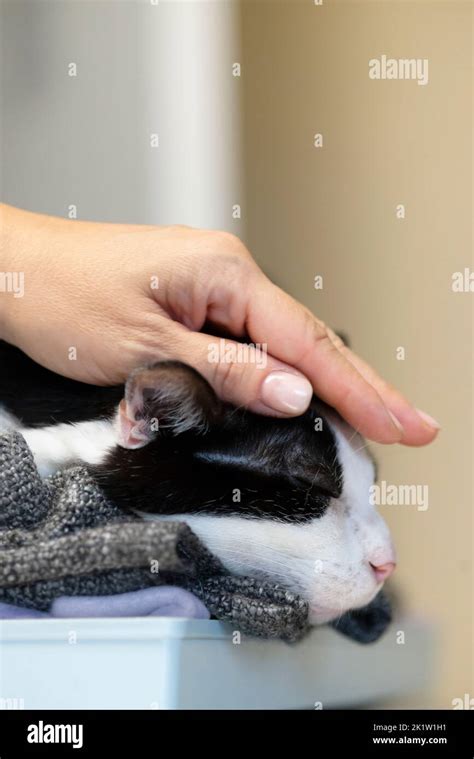 Woman Petting Cat Hi Res Stock Photography And Images Alamy