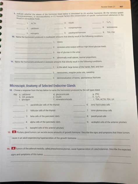 Review Sheet Exercise Functional Anatomy Of The Endocrine Glands