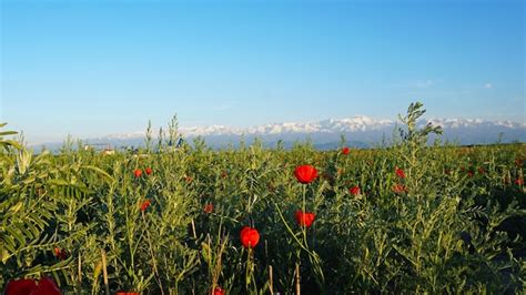 Premium Photo Poppy Fields At Sunset