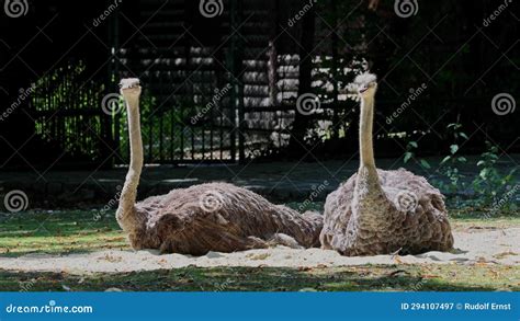 The Common Ostrich Struthio Camelus Or Simply Ostrich Is A Species