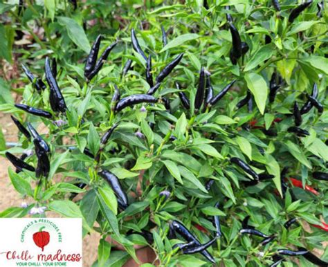 Chilli Indian Pitch Black Long Hot Spicy Pepper Grown In Australia Seeds Chilli Madness
