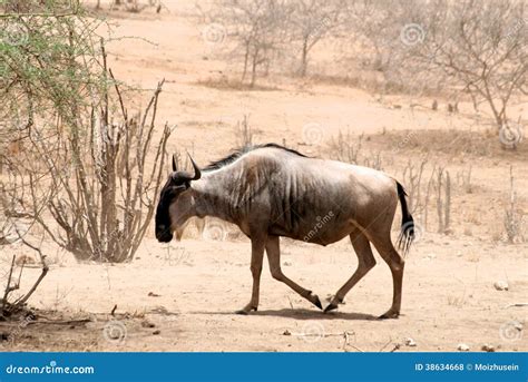 Wild Beest Migration In Tanzania Stock Photo Image Of Hair High